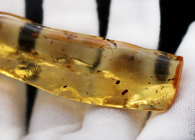 9センチオーバー!マダガスカル産の特大コーパル(Copal)。蜘蛛をはじめ、多数の昆虫を内包。(その8)