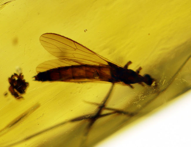 9センチオーバー!マダガスカル産の特大コーパル(Copal)。蜘蛛をはじめ、多数の昆虫を内包。(その9)