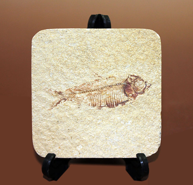 およそ５千万年前の米国ワイオミング州の石灰岩の地層から発見された、典型的なゴシウティクティスの化石（その1）