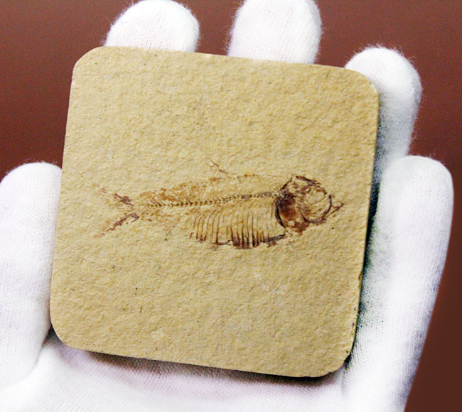 およそ5千万年前の米国ワイオミング州の石灰岩の地層から発見された