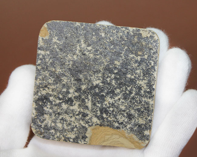 およそ５千万年前の米国ワイオミング州の石灰岩の地層から発見された、典型的なゴシウティクティスの化石（その6）