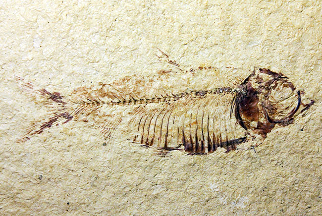 およそ5千万年前の米国ワイオミング州の石灰岩の地層から発見された