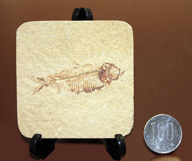 およそ5千万年前の米国ワイオミング州の石灰岩の地層から発見された