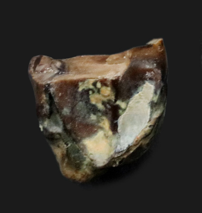 希少!入手難易度高い!白亜紀後期の草食恐竜、アンキロサウルス(Ankylosaurus)の歯化石(その1)