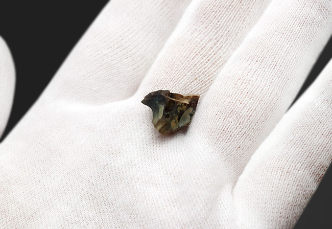 希少!入手難易度高い!白亜紀後期の草食恐竜、アンキロサウルス(Ankylosaurus)の歯化石(その2)