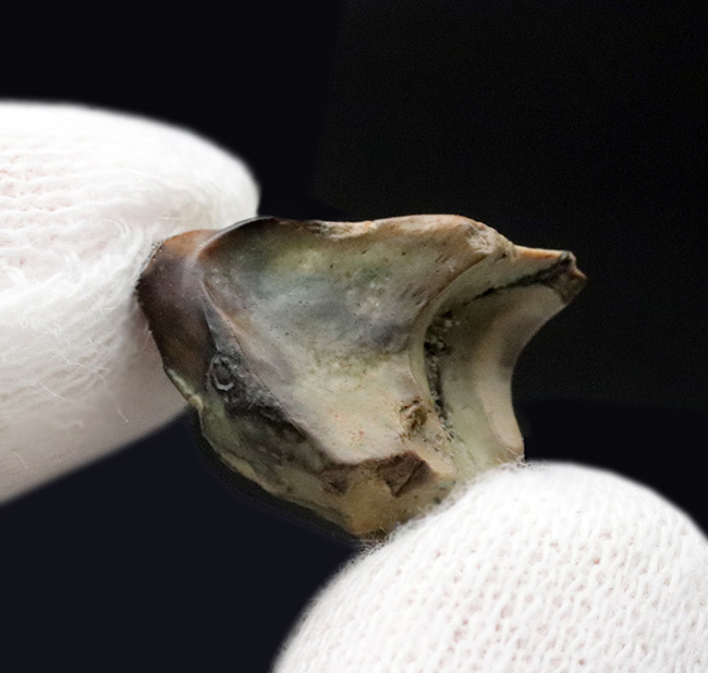 希少!入手難易度高い!白亜紀後期の草食恐竜、アンキロサウルス(Ankylosaurus)の歯化石(その3)