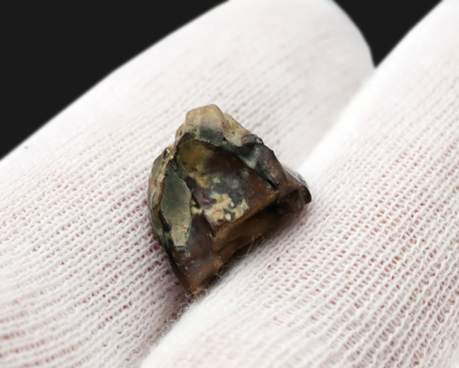 希少!入手難易度高い!白亜紀後期の草食恐竜、アンキロサウルス(Ankylosaurus)の歯化石(その5)