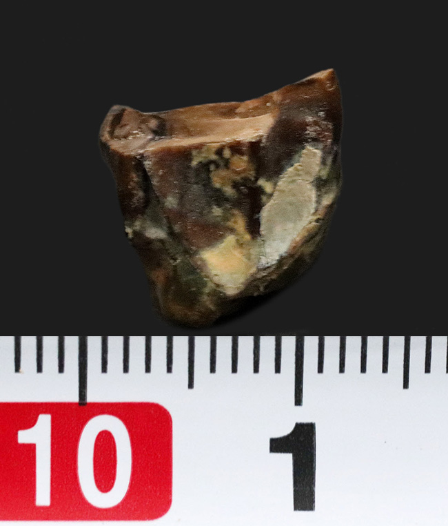 希少!入手難易度高い!白亜紀後期の草食恐竜、アンキロサウルス(Ankylosaurus)の歯化石(その6)