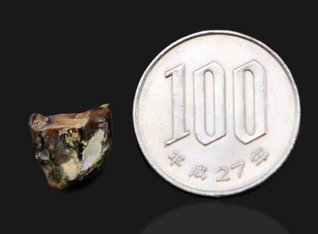 希少!入手難易度高い!白亜紀後期の草食恐竜、アンキロサウルス(Ankylosaurus)の歯化石(その7)