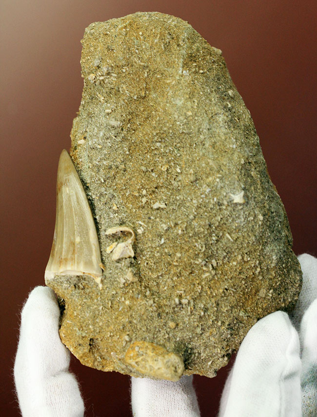 味わい深い母岩付き、白亜紀後期の海の王者、モササウルスの上質歯化石(その11)