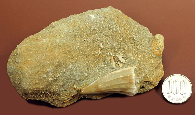 味わい深い母岩付き、白亜紀後期の海の王者、モササウルスの上質歯化石（その12）