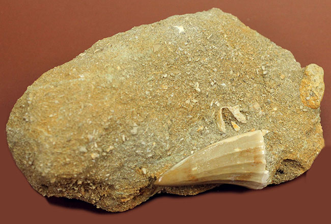 味わい深い母岩付き、白亜紀後期の海の王者、モササウルスの上質歯化石（その2）