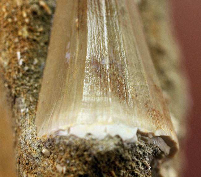 味わい深い母岩付き、白亜紀後期の海の王者、モササウルスの上質歯化石(その5)