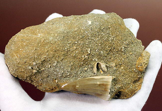 味わい深い母岩付き、白亜紀後期の海の王者、モササウルスの上質歯化石（その6）