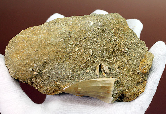 味わい深い母岩付き、白亜紀後期の海の王者、モササウルスの上質歯化石(その6)