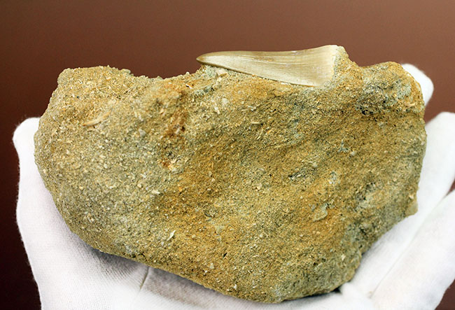 味わい深い母岩付き、白亜紀後期の海の王者、モササウルスの上質歯化石（その7）