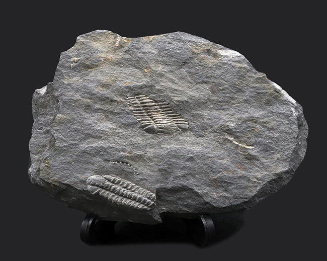 レア!ポルトガル産希少三葉虫、プラコパリア・トウルネミニ(Placoparia tourmenini)のマルチプレート化石(その1)