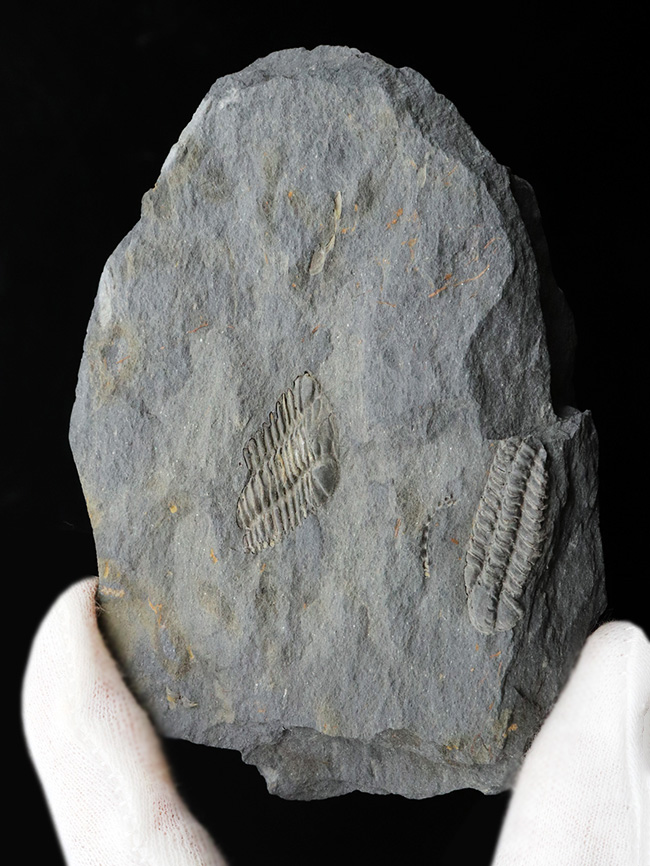 レア!ポルトガル産希少三葉虫、プラコパリア・トウルネミニ(Placoparia tourmenini)のマルチプレート化石(その2)