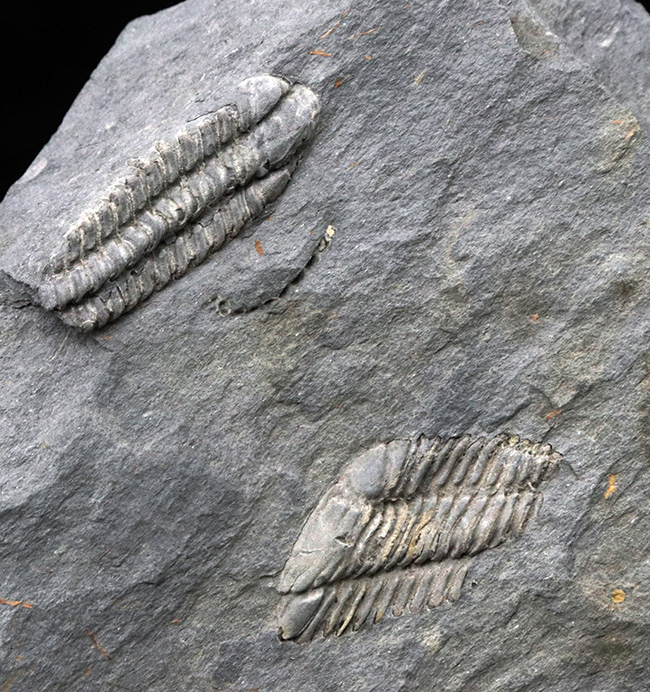 レア！ポルトガル産希少三葉虫、プラコパリア・トウルネミニ（Placoparia tourmenini）のマルチプレート化石（その3）