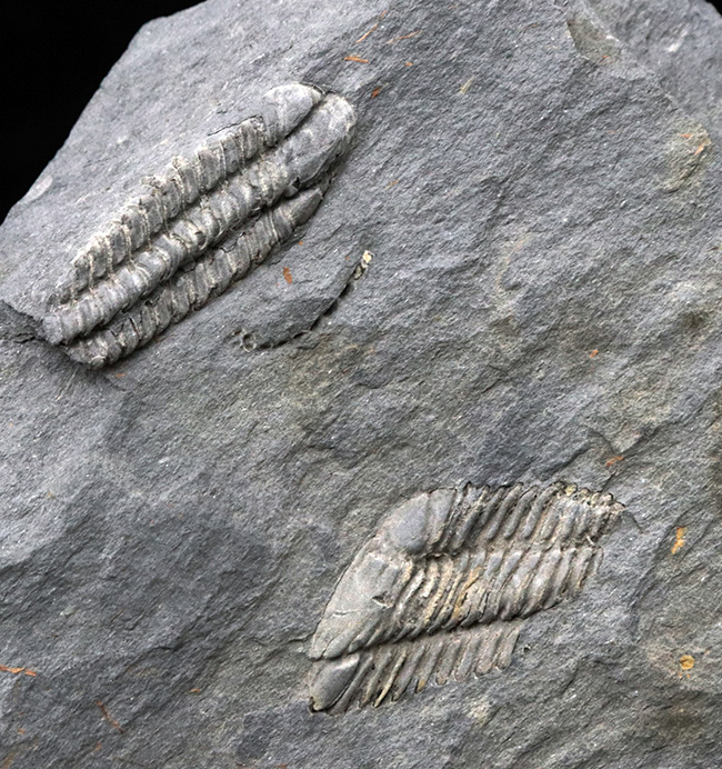 レア!ポルトガル産希少三葉虫、プラコパリア・トウルネミニ(Placoparia tourmenini)のマルチプレート化石(その3)