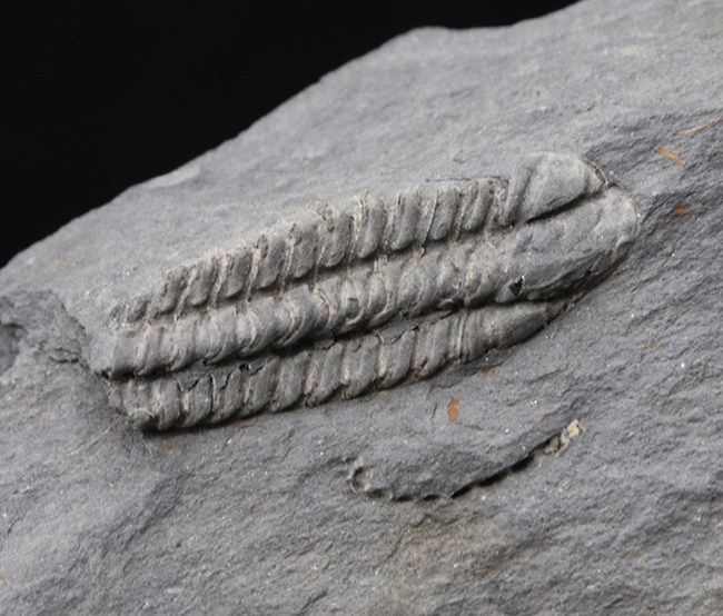 レア！ポルトガル産希少三葉虫、プラコパリア・トウルネミニ（Placoparia tourmenini）のマルチプレート化石（その4）