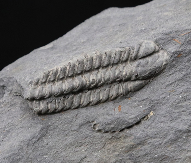 レア!ポルトガル産希少三葉虫、プラコパリア・トウルネミニ(Placoparia tourmenini)のマルチプレート化石(その4)