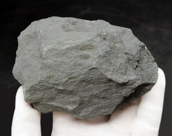 レア!ポルトガル産希少三葉虫、プラコパリア・トウルネミニ(Placoparia tourmenini)のマルチプレート化石(その5)