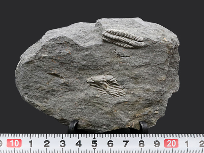レア!ポルトガル産希少三葉虫、プラコパリア・トウルネミニ(Placoparia tourmenini)のマルチプレート化石(その7)