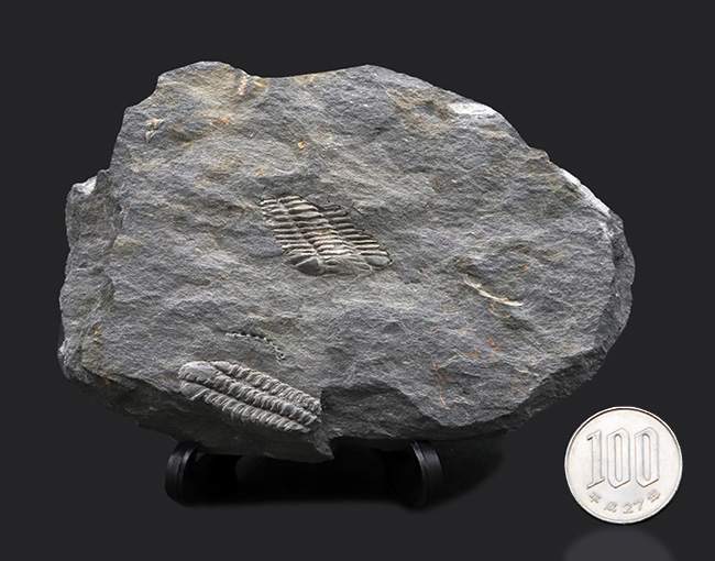 レア!ポルトガル産希少三葉虫、プラコパリア・トウルネミニ(Placoparia tourmenini)のマルチプレート化石(その8)