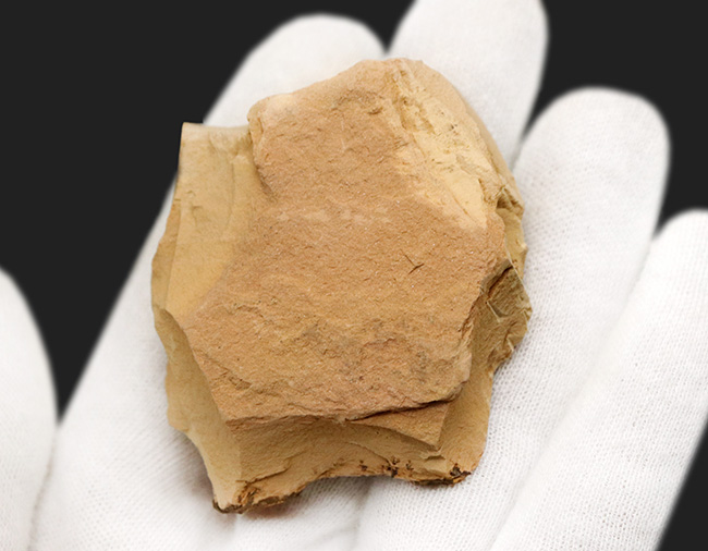 出た、カンブリアモンスター!カンブリア紀に現れた奇々怪々な生物の一つ、チェンジャン生物群、レアンコイリア(Leanchoilia)の上質化石(その5)