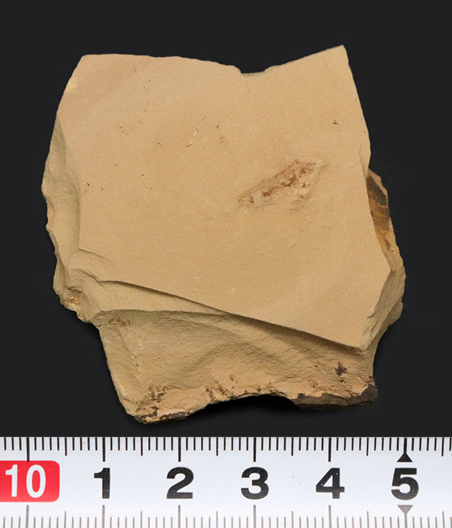 出た、カンブリアモンスター!カンブリア紀に現れた奇々怪々な生物の一つ、チェンジャン生物群、レアンコイリア(Leanchoilia)の上質化石(その7)