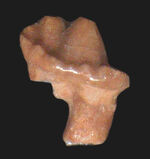 我らが遠い遠い祖先の歯化石、ルーペ必須！化石セブン史上最小標本！絶滅哺乳類、三畳紀ウェールズ産モルガヌコドン （Morganucodon）の歯化石