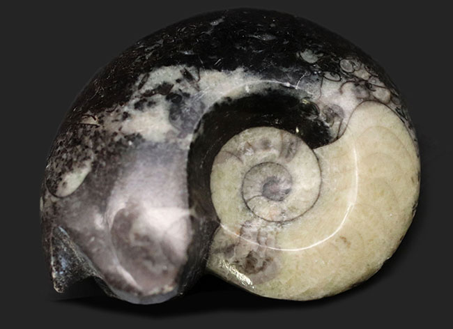 白黒のツートン、古生代を代表する頭足類、ゴニアタイト（Goniatite）アンモナイトのポリッシュ標本（その2）