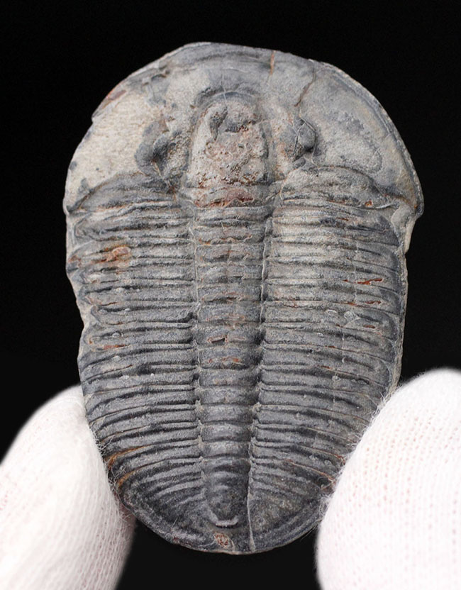 ３８ミリ！自由頬が完全保存。保存状態の良い、カンブリア紀の三葉虫エルラシア・キンギ（その1）