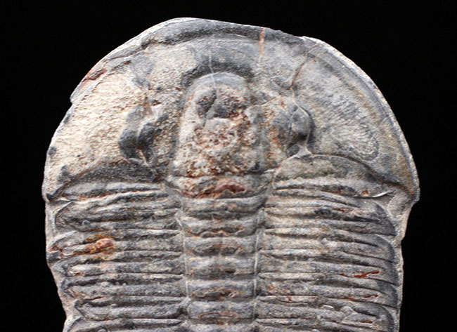 ３８ミリ！自由頬が完全保存。保存状態の良い、カンブリア紀の三葉虫エルラシア・キンギ（その4）