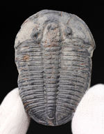 ３８ミリ！自由頬が完全保存。保存状態の良い、カンブリア紀の三葉虫エルラシア・キンギ