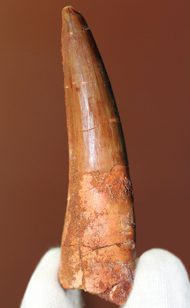 わずかなカーブと細長いフォルムがいかにもスピノサウルス(Spinosaurus)らしさを感じさせる歯化石(その1)