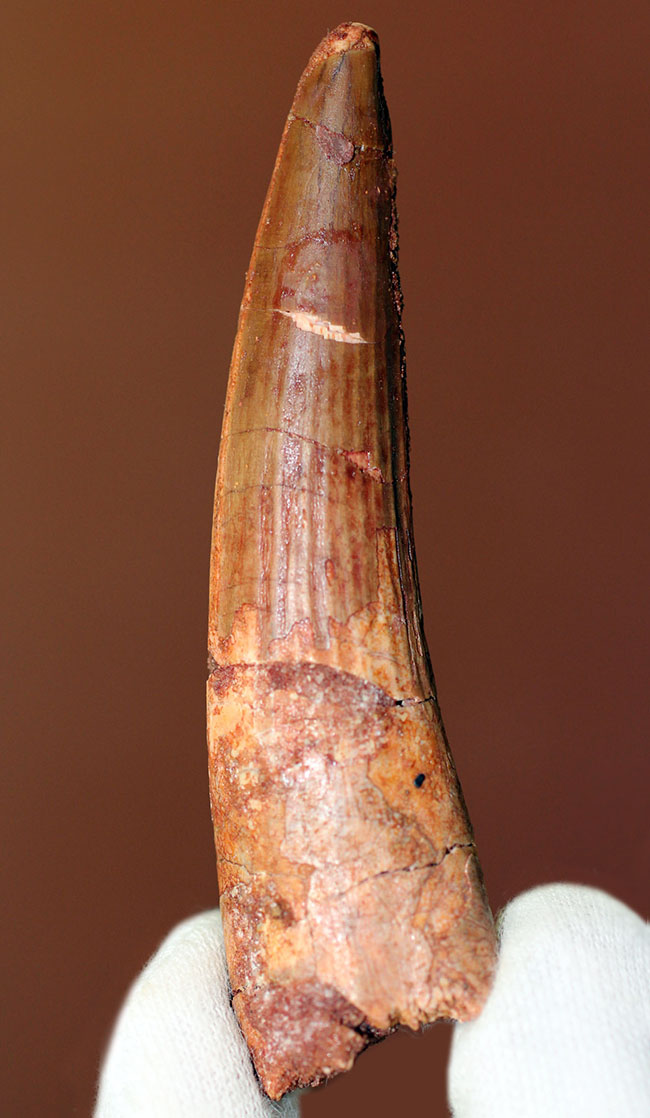 わずかなカーブと細長いフォルムがいかにもスピノサウルス(Spinosaurus)らしさを感じさせる歯化石(その3)
