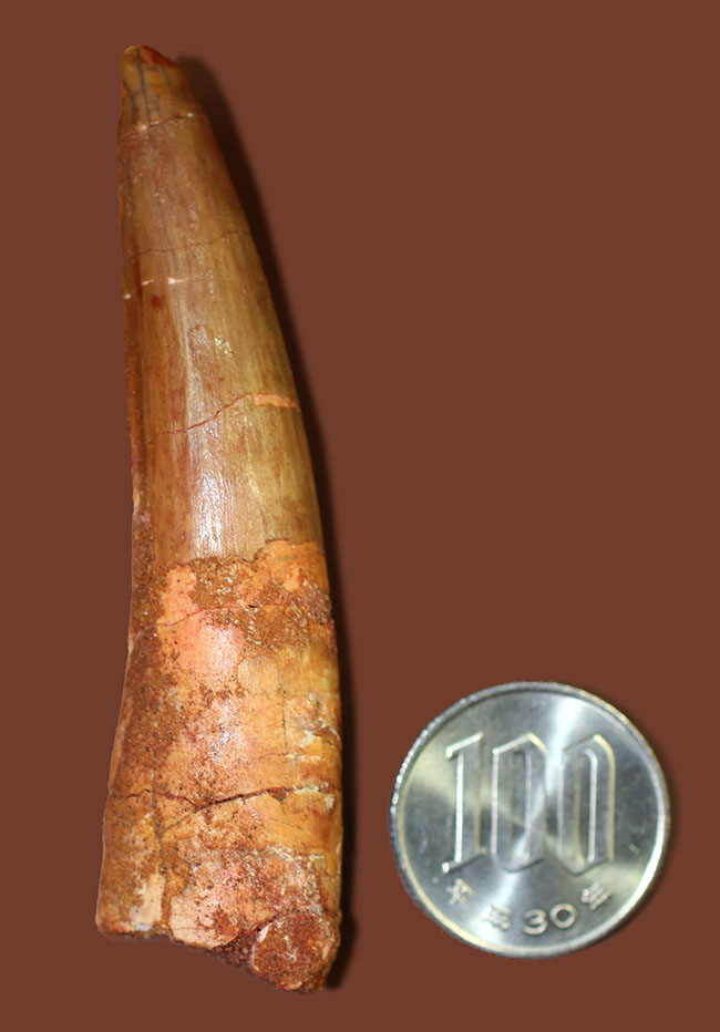 わずかなカーブと細長いフォルムがいかにもスピノサウルス(Spinosaurus)らしさを感じさせる歯化石(その9)
