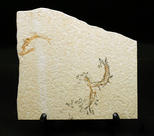 ビッグプレート！母岩サイズ２１センチオーバー！米国ワイオミング州産、ナイティア（Knightia）のマルチプレート化石（その1）