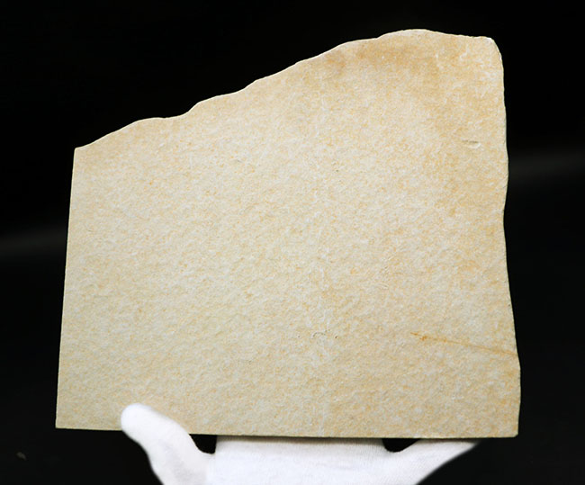 ビッグプレート！母岩サイズ２１センチオーバー！米国ワイオミング州産、ナイティア（Knightia）のマルチプレート化石（その12）