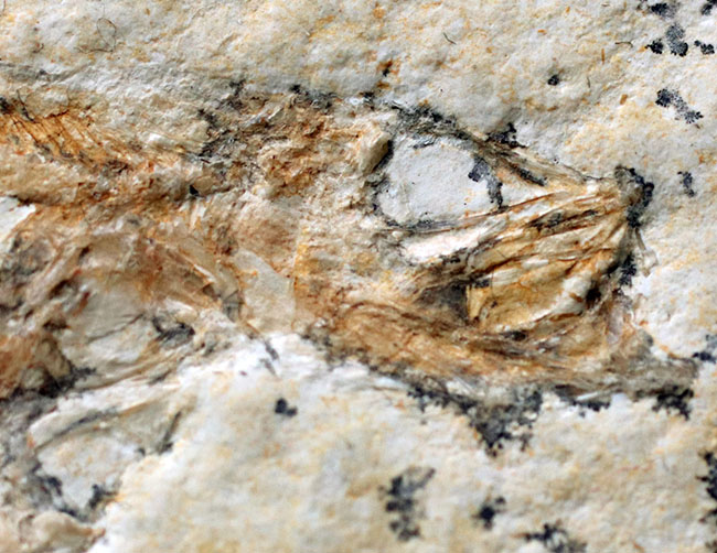 ビッグプレート！母岩サイズ２１センチオーバー！米国ワイオミング州産、ナイティア（Knightia）のマルチプレート化石（その4）
