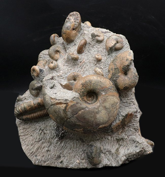 大小２０体以上！４キロオーバー、北海道アンモナイト（Ammonite）の見本市のようなタワー型標本！ポリプチコセラスも同居（その1）