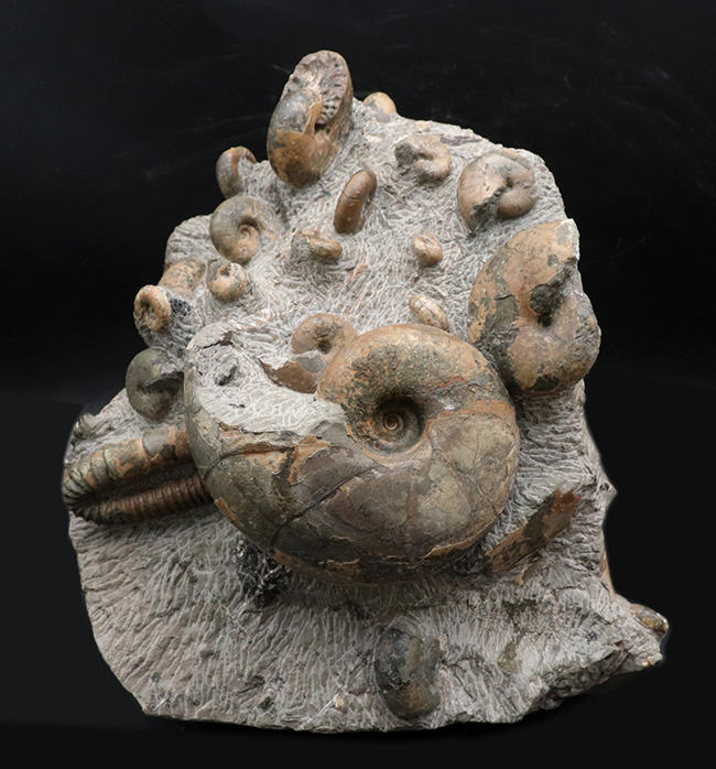 大小20体以上!4キロオーバー、北海道アンモナイト(Ammonite)の見本市のようなタワー型標本!ポリプチコセラスも同居(その1)