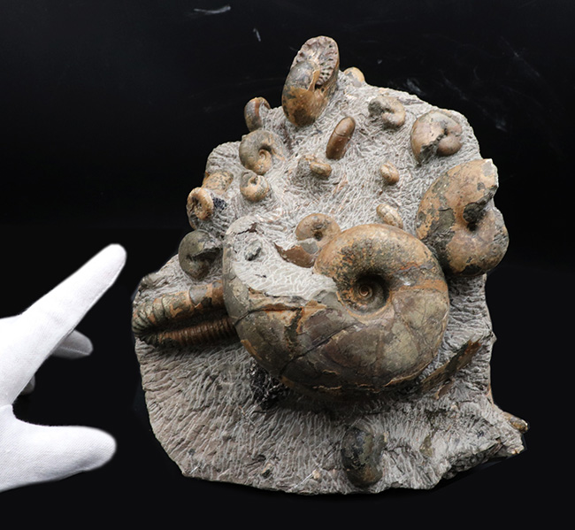 大小20体以上!4キロオーバー、北海道アンモナイト(Ammonite)の見本市のようなタワー型標本!ポリプチコセラスも同居(その11)