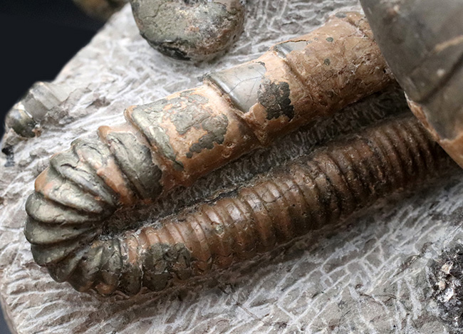 大小20体以上!4キロオーバー、北海道アンモナイト(Ammonite)の見本市のようなタワー型標本!ポリプチコセラスも同居(その12)