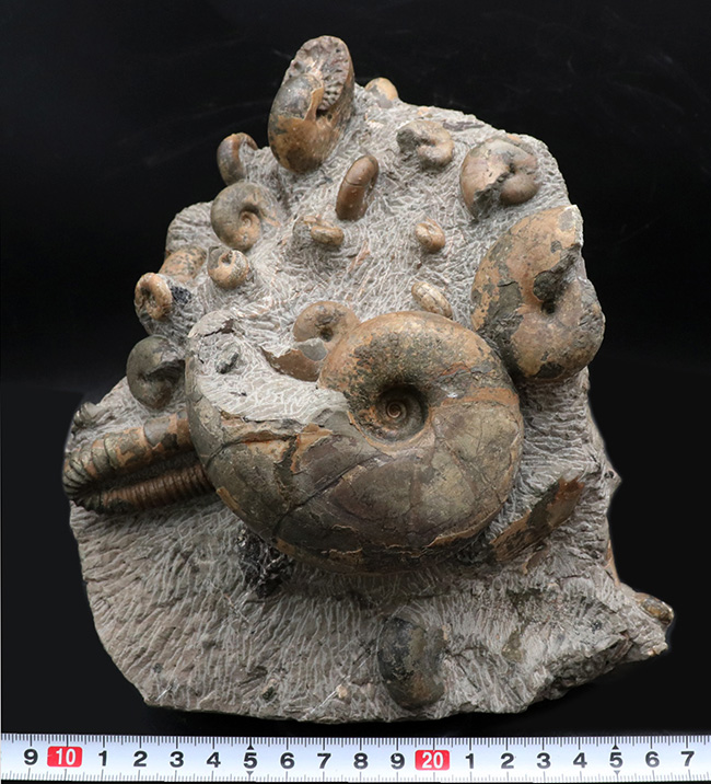大小２０体以上！４キロオーバー、北海道アンモナイト（Ammonite）の見本市のようなタワー型標本！ポリプチコセラスも同居（その13）