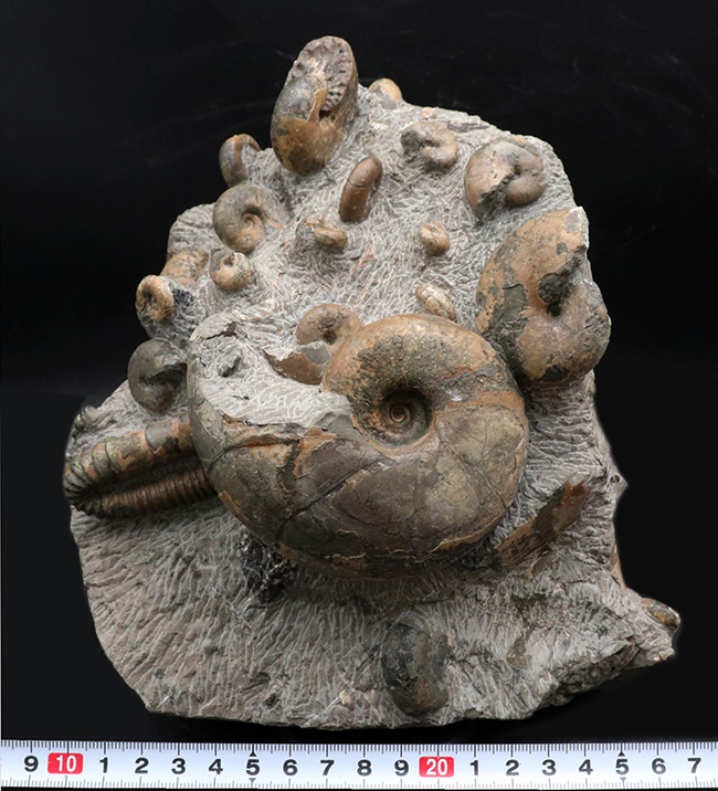 大小20体以上!4キロオーバー、北海道アンモナイト(Ammonite)の見本市のようなタワー型標本!ポリプチコセラスも同居(その13)