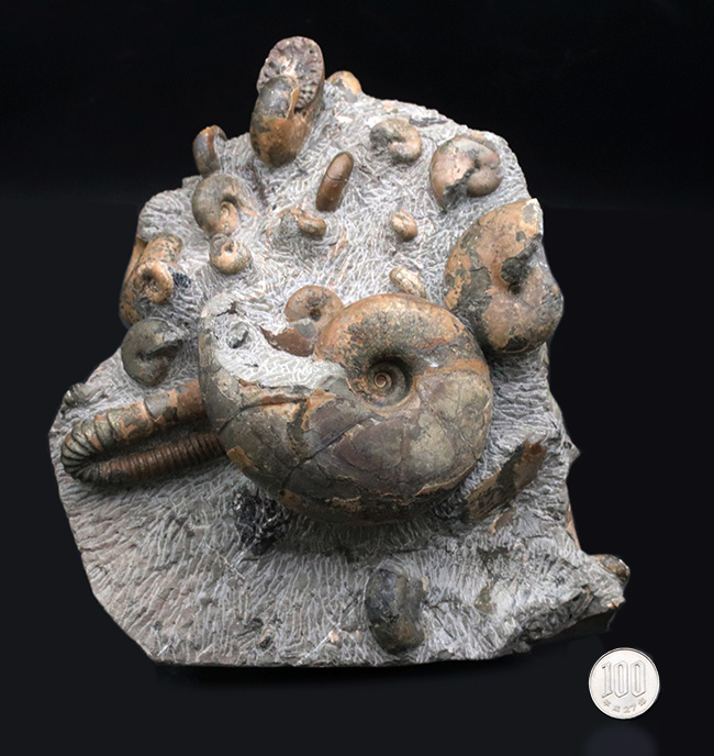 大小20体以上!4キロオーバー、北海道アンモナイト(Ammonite)の見本市のようなタワー型標本!ポリプチコセラスも同居(その14)