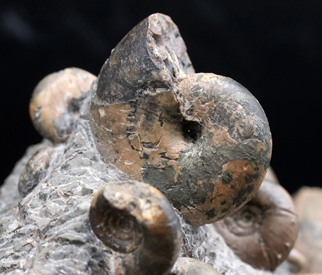 大小２０体以上！４キロオーバー、北海道アンモナイト（Ammonite）の見本市のようなタワー型標本！ポリプチコセラスも同居（その2）